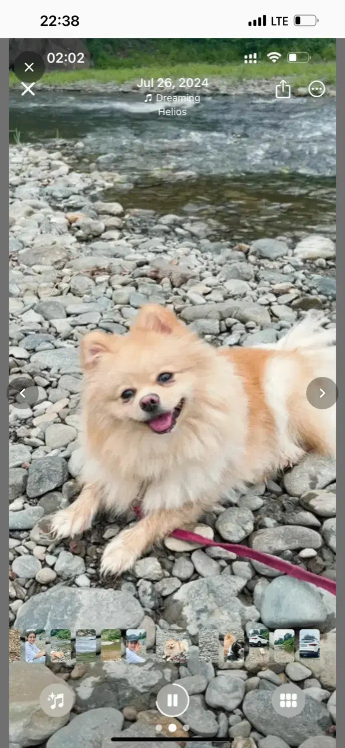 سگ اپارتمانی|سگ|تهران, علم و صنعت|دیوار