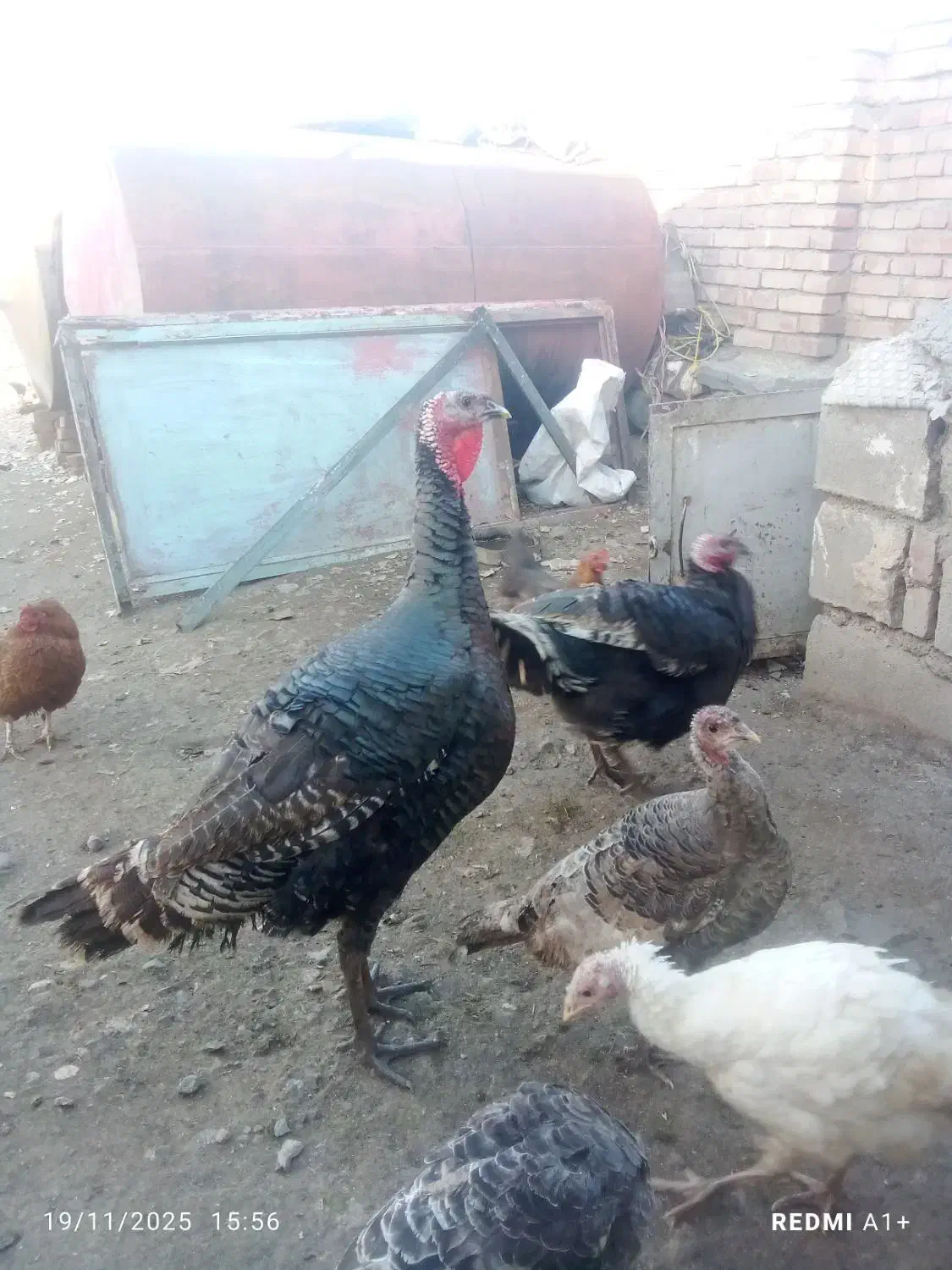 حیوان|حیوانات مزرعه|ماکو, |دیوار