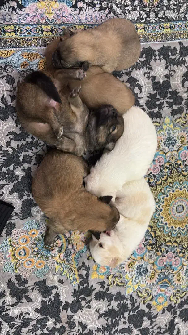 واگذاری توله سگ اشپیتز تریر|سگ|خارک, |دیوار