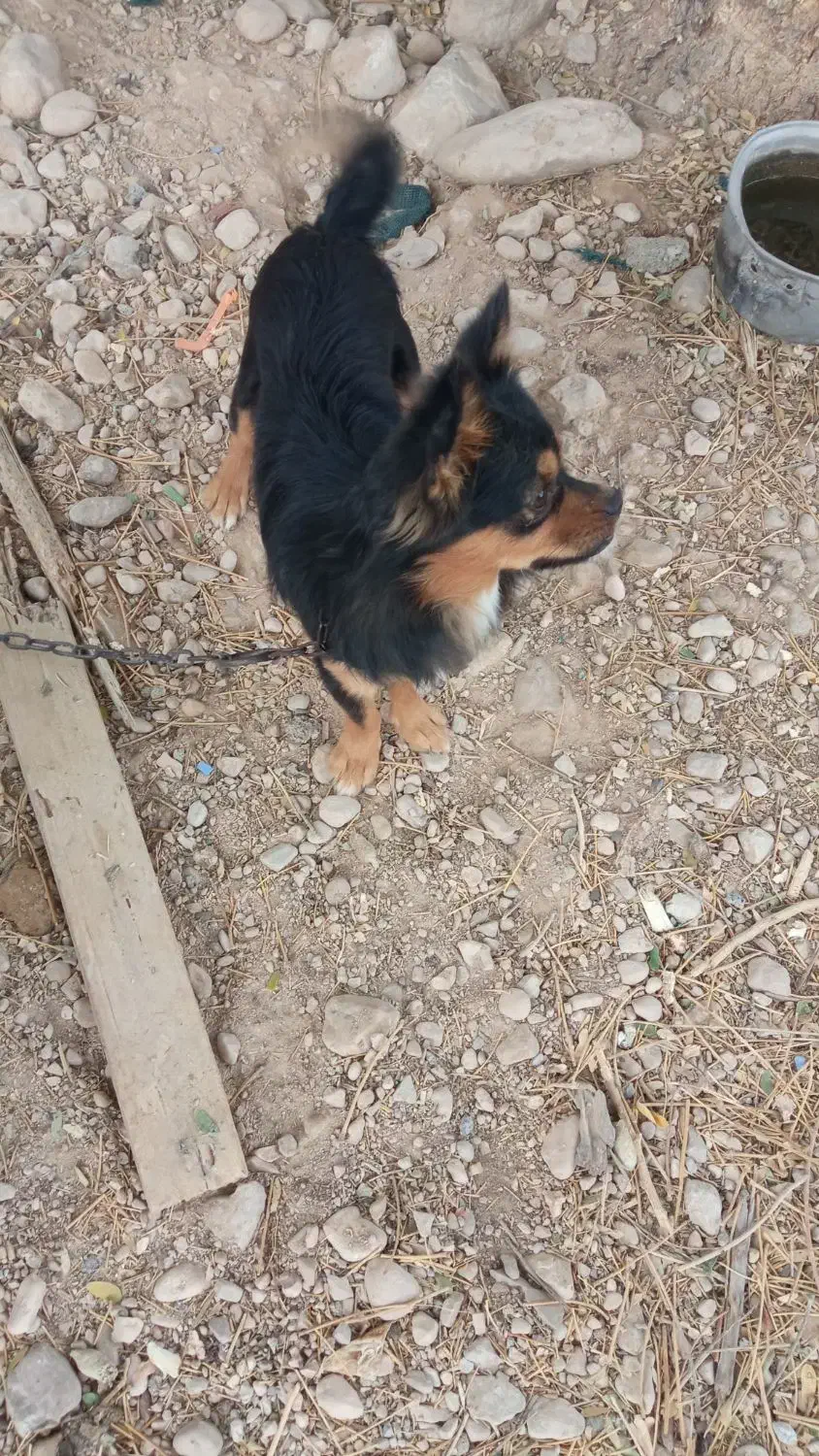 سگ پاکوتاه فروشی|سگ|برازجان, |دیوار