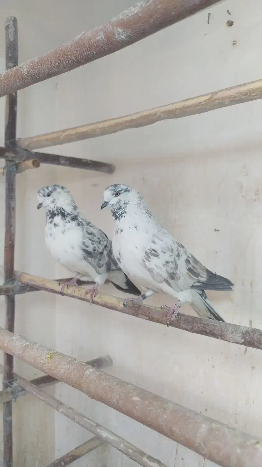 کفتر بوربوری|پرنده|قم, زند آباد|دیوار