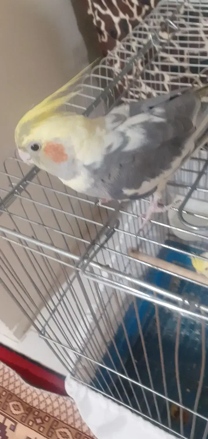 عروس هلندی ماده.باهوش.گاز نمیگیره|پرنده|خمین, |دیوار