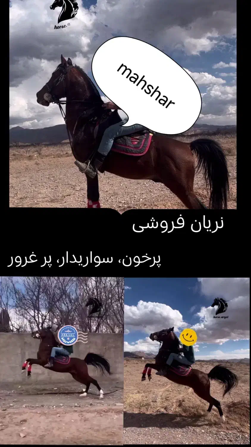 اسب نریان|اسب و تجهیزات اسب‌سواری|چترود, |دیوار