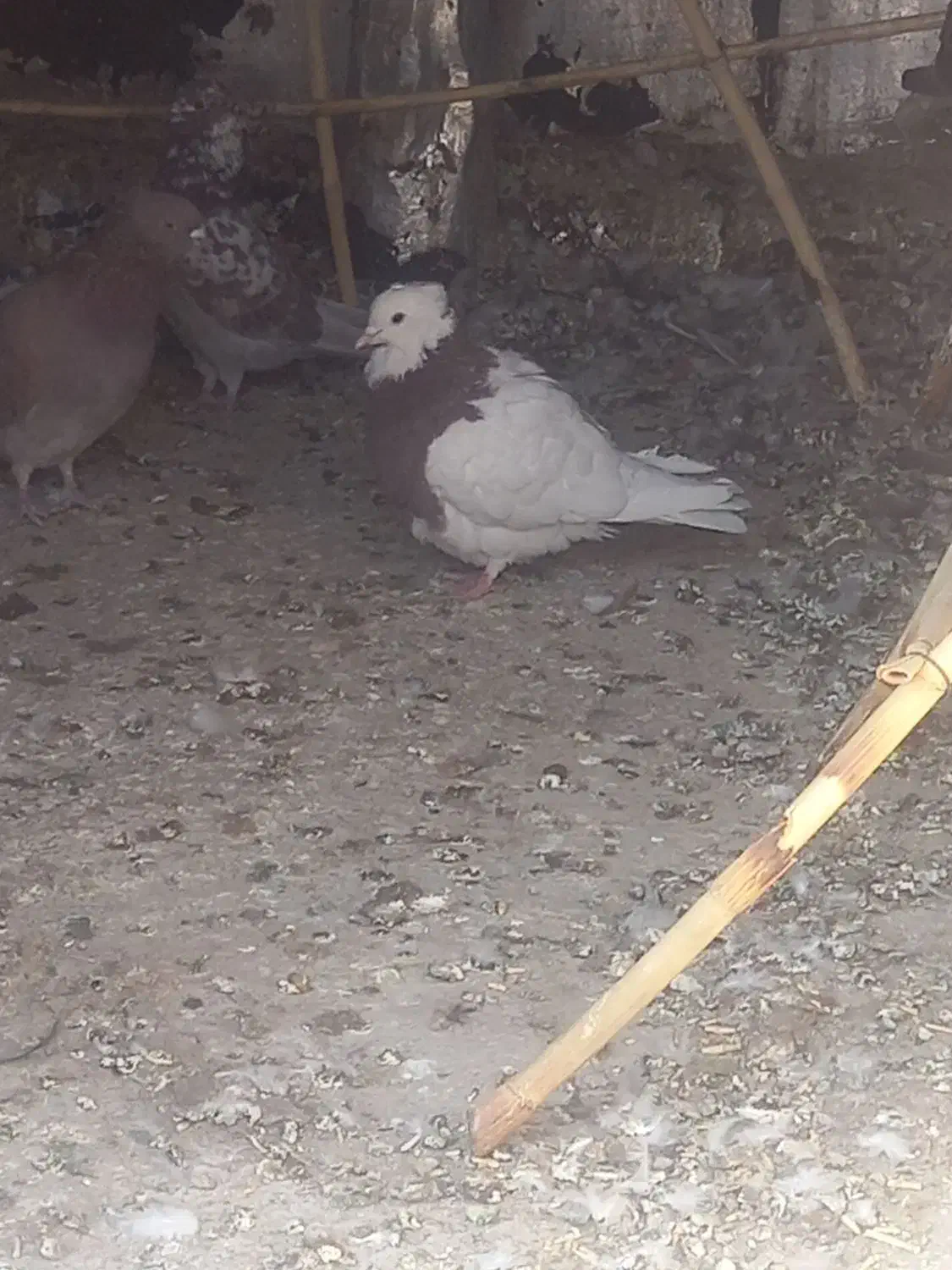 نروماده طوقی|پرنده|ساوه, |دیوار