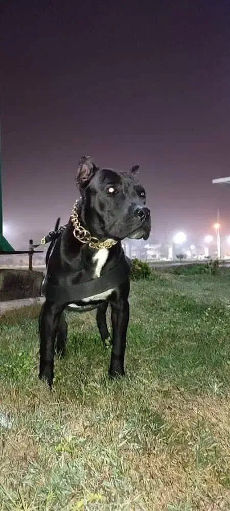 سگ پیتبول نر|سگ|بندر ماهشهر, |دیوار