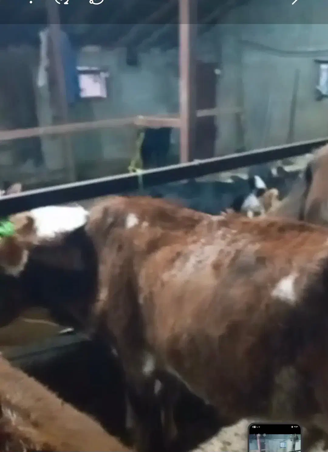 گاو گوساله|حیوانات مزرعه|چمستان, |دیوار