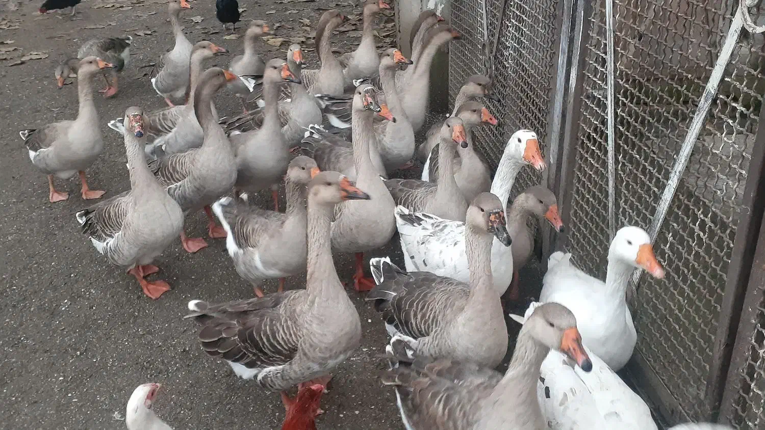 غاز و بوقلمون|حیوانات مزرعه|لوندویل, |دیوار