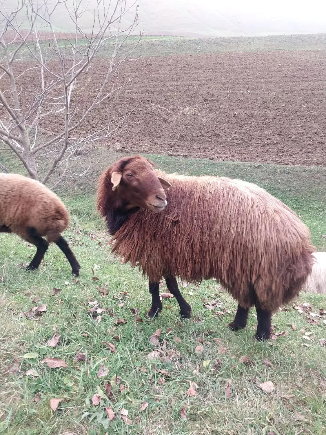 فروش قوچ|حیوانات مزرعه|گرمی, |دیوار