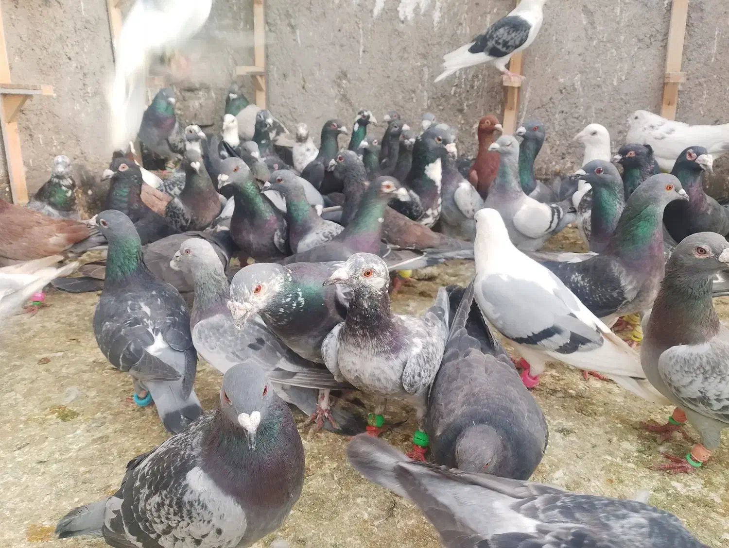 کفتر|پرنده|مشهد, شهید معقول|دیوار