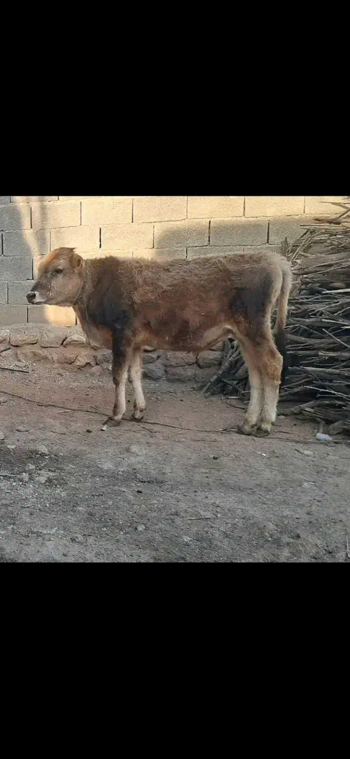 فروش دو عدد گوساله نر|حیوانات مزرعه|روانسر, |دیوار