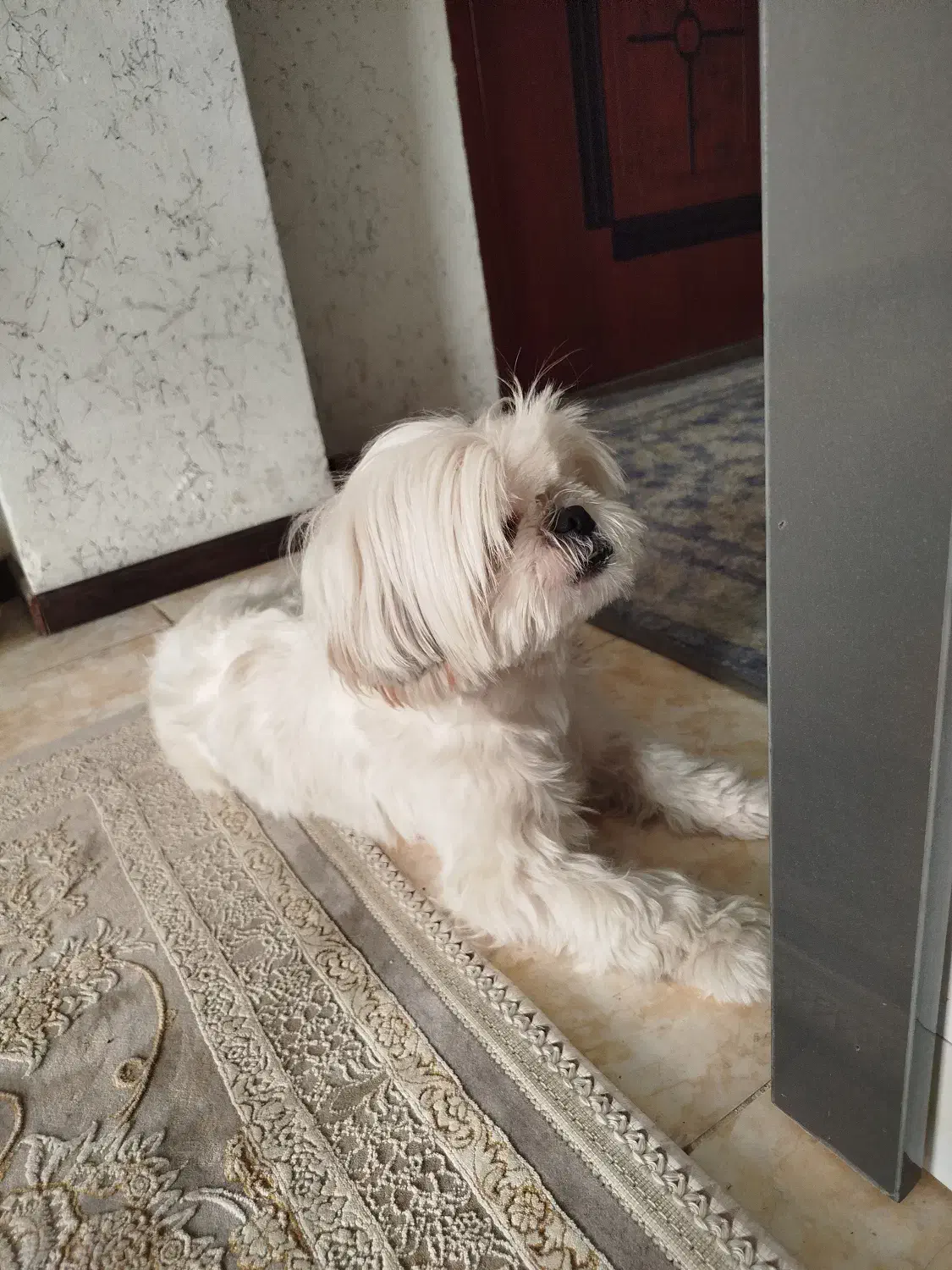 سگ آپارتمانی|سگ|صدرا-فارس, فاز ۱|دیوار