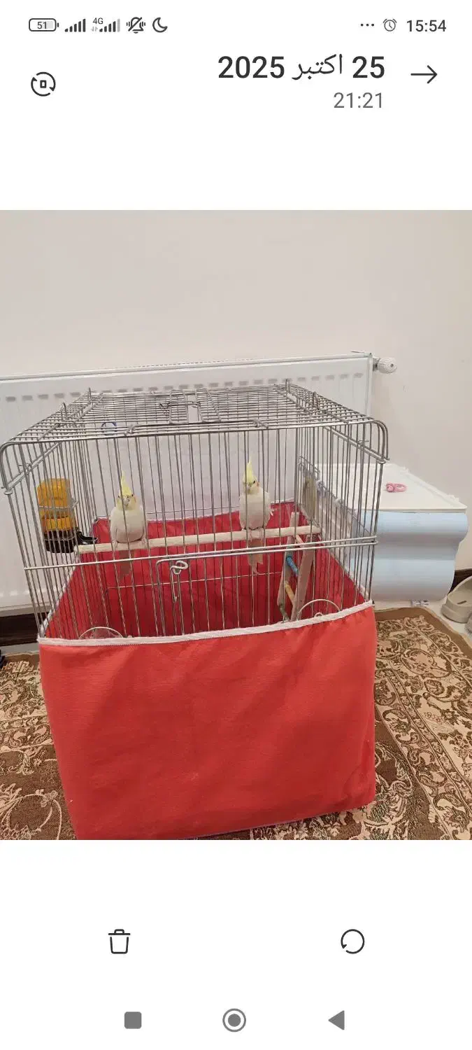 عروس هلندی|پرنده|قروه, |دیوار