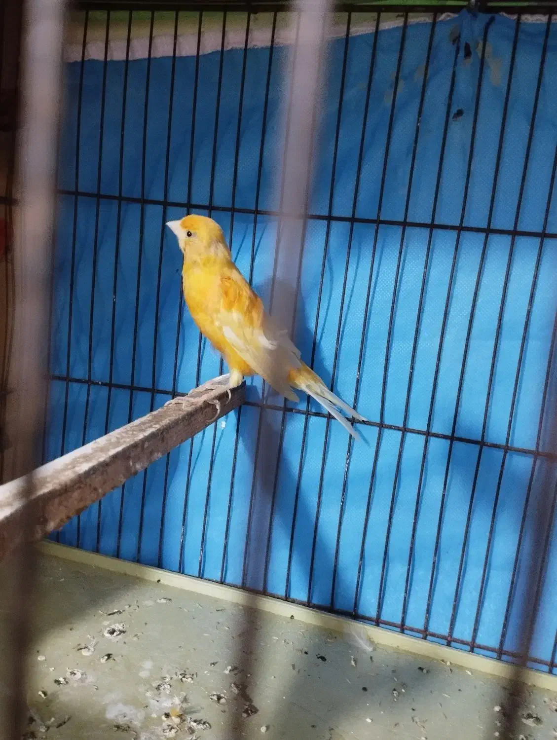 قناری کوتاه وبلند|پرنده|شوشتر, |دیوار