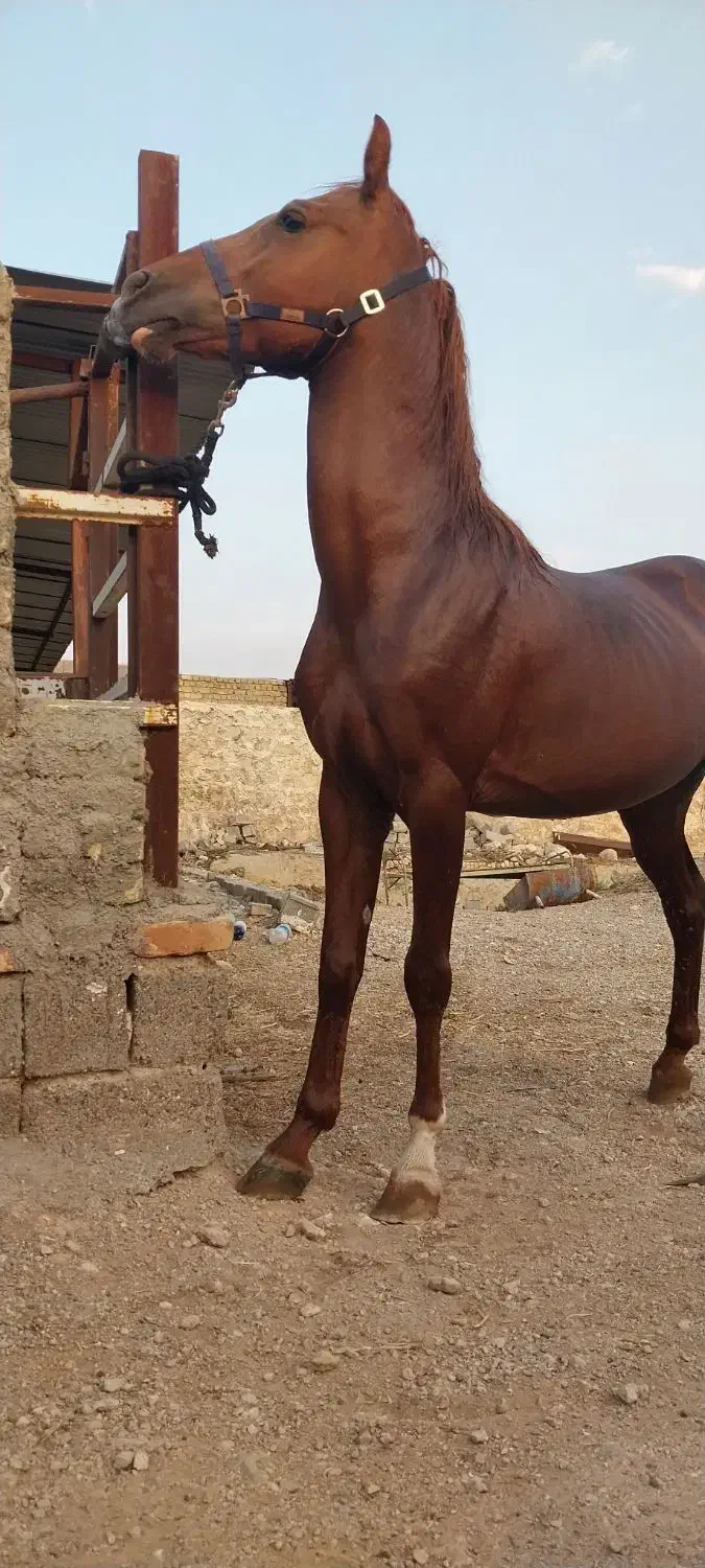 اسب|اسب و تجهیزات اسب‌سواری|شیراز, کوشک بیدک|دیوار