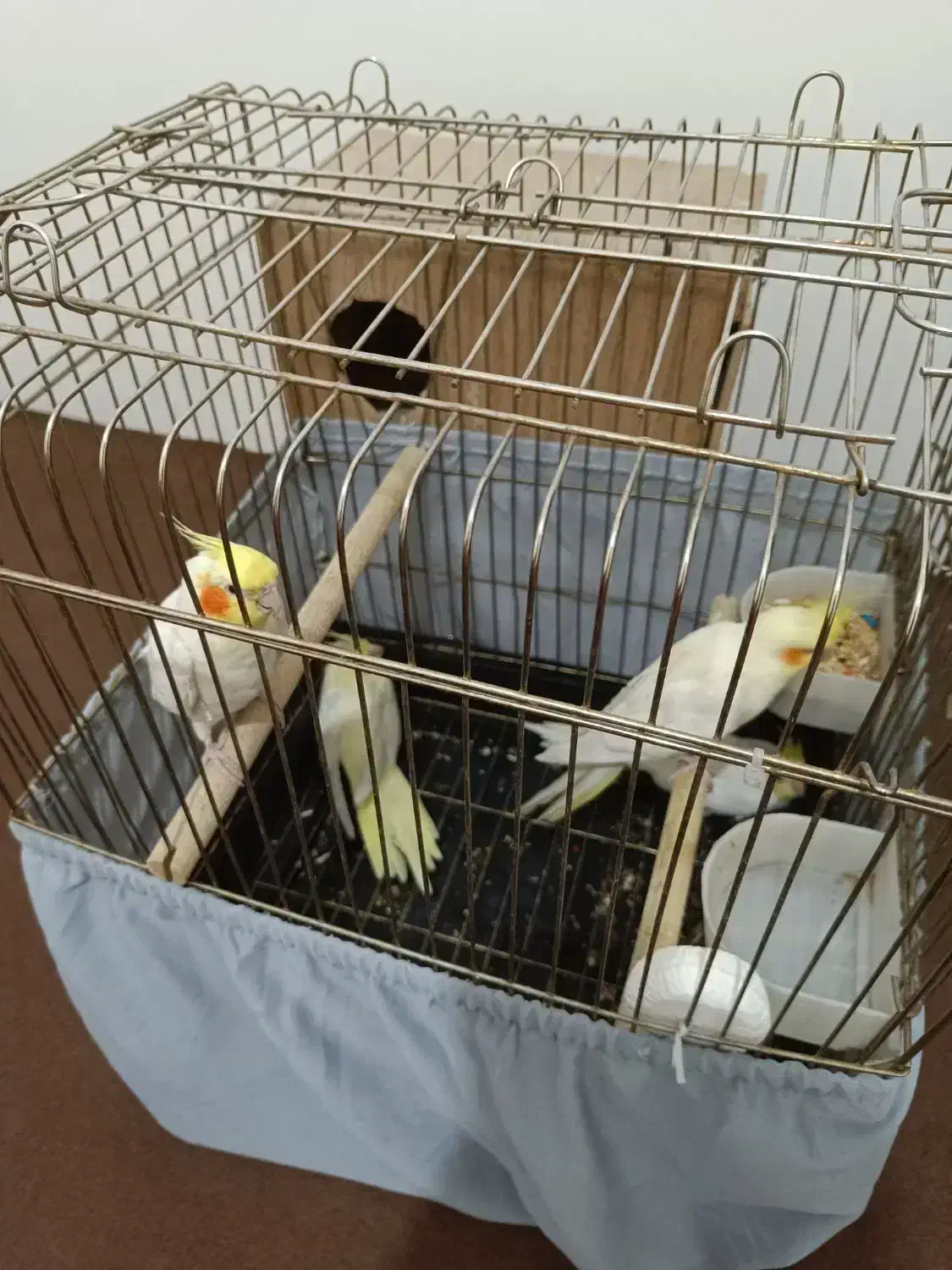 جفت مولد عروس لوتینو هلندی|پرنده|قم, در بهشت|دیوار