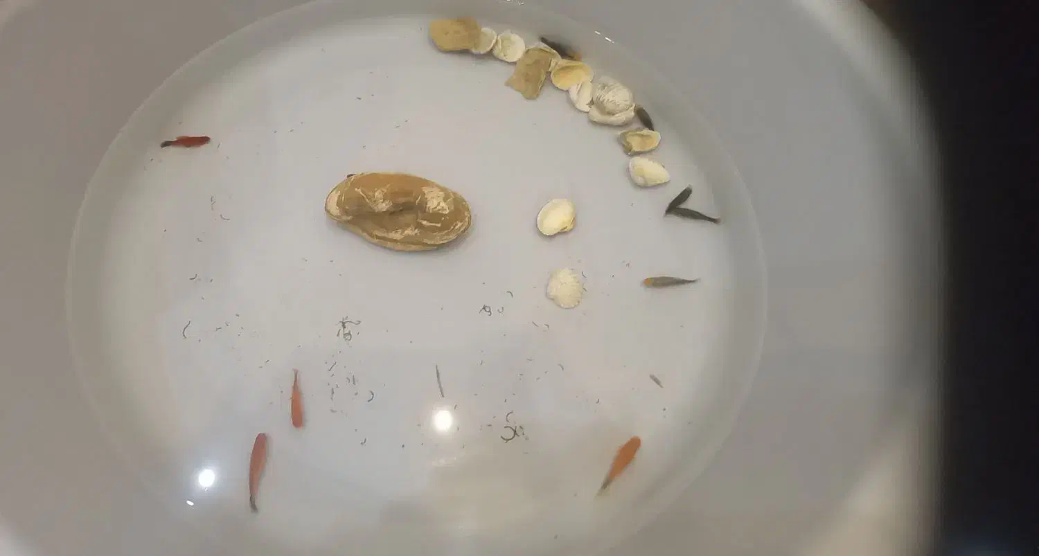 اکواریوم وماهی و لوازم معاوضه باپرنده|ماهی|علی‌آباد کتول, |دیوار