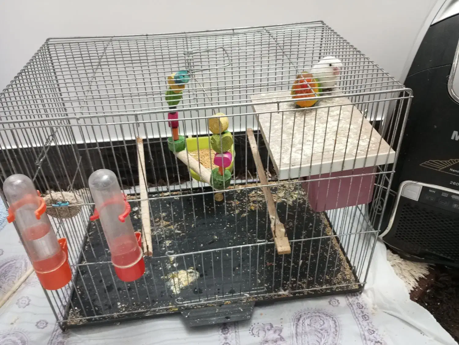 کوتوله برزیلی|پرنده|قم, نخودی|دیوار