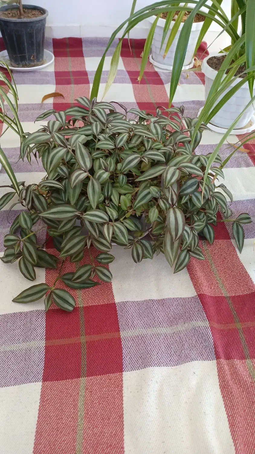 قاشقی وبرگ بیدی|گل و گیاه طبیعی|اراک, |دیوار