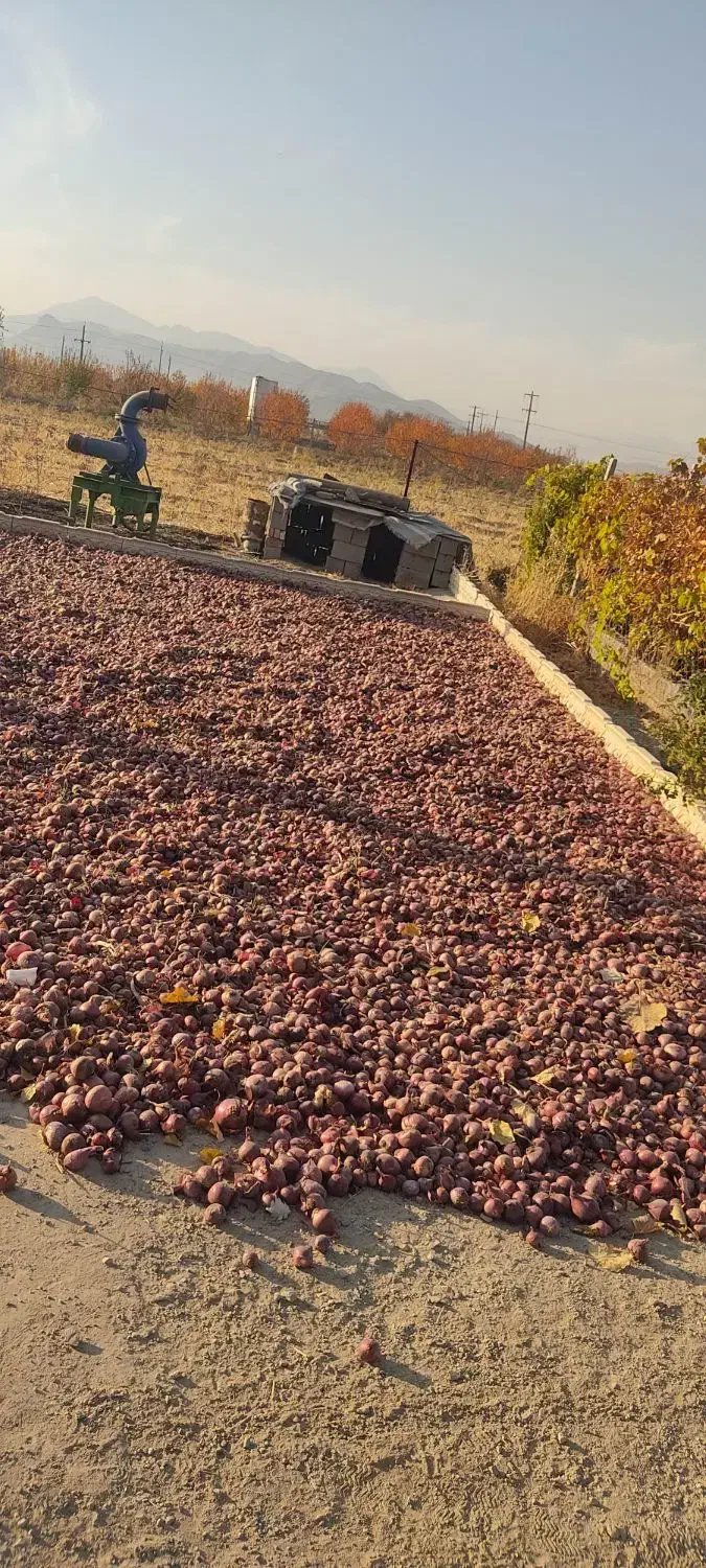 پیاز قرمز درجه یک خشک|خوردنی و آشامیدنی|دینور, |دیوار