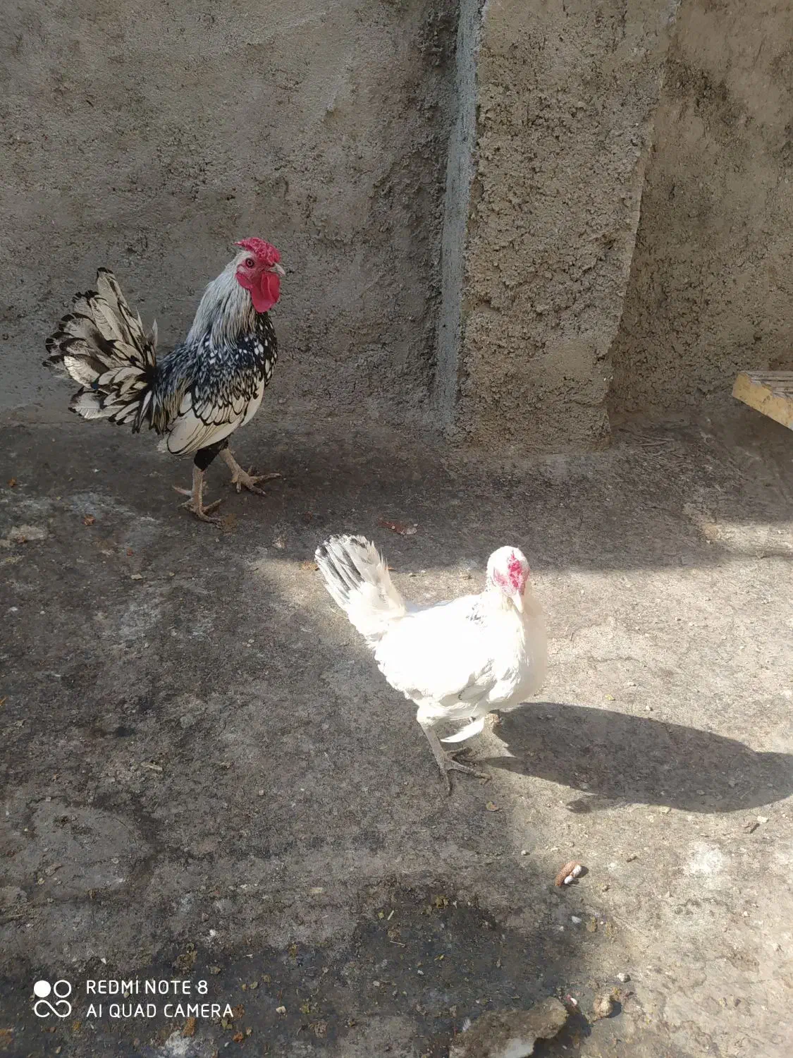 مرغ و خروس زینتی سپرایت|حیوانات مزرعه|چناران, |دیوار