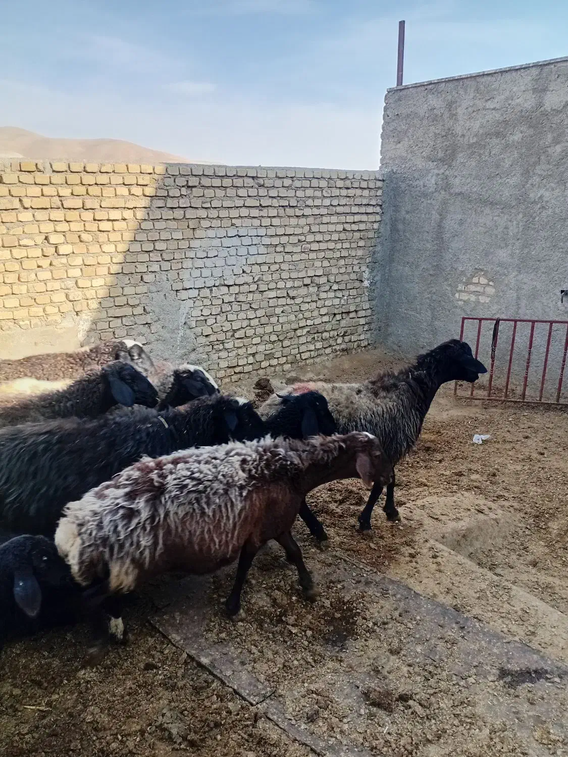 میش بره دار|حیوانات مزرعه|خنجین, |دیوار