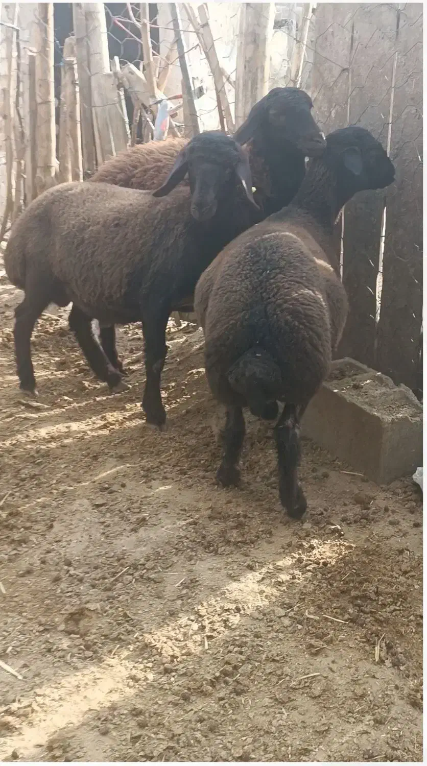 دوعددبره نر همو|حیوانات مزرعه|طاغنکوه, |دیوار