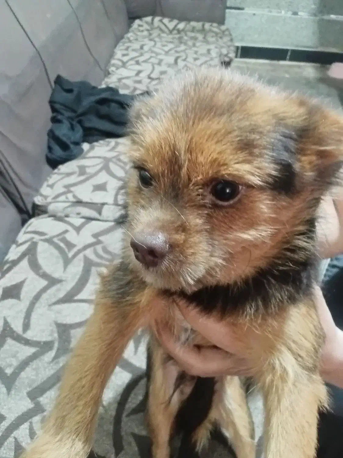 سگ واکذاری نر|سگ|ماهدشت, |دیوار