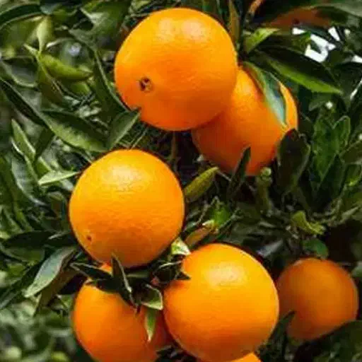 پرتقال تامسون /فروش فوری* بدون رنگ و سم|خوردنی و آشامیدنی|گتاب, |دیوار