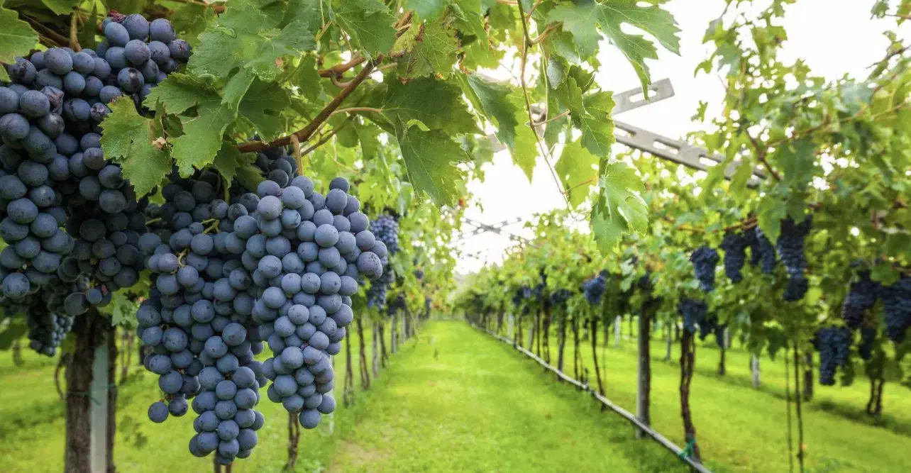 باغ انگور 1 هکتاری با چاه آب هر ۹ روز ۱۴ ساعت آب|فروش دفتر صنعتی، کشاورزی، تجاری|ملایر, |دیوار