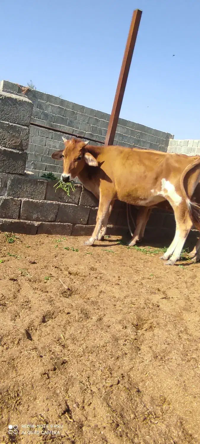 گاو و گوساله جلب گستر|حیوانات مزرعه|جیرفت, |دیوار