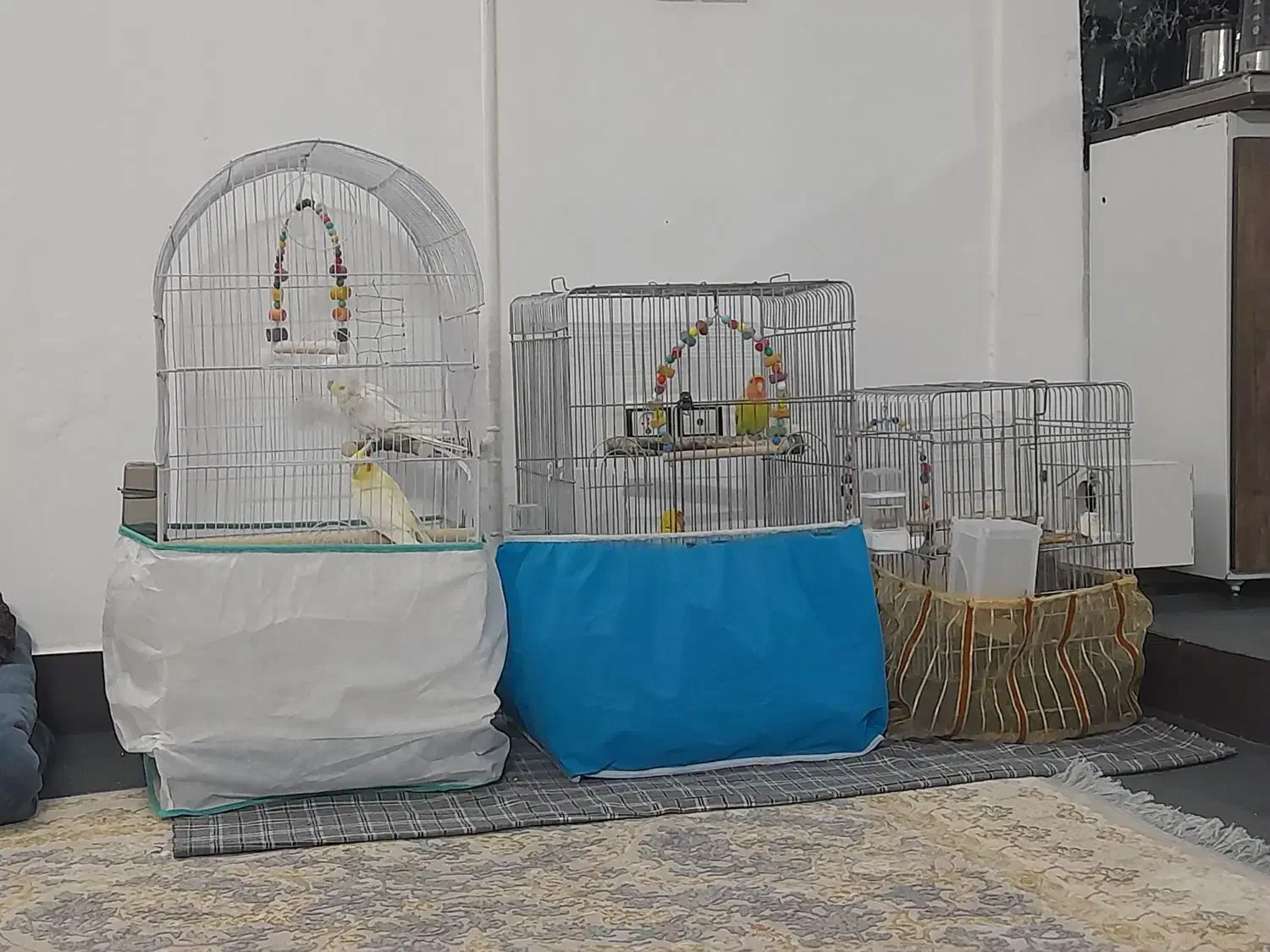 عروس هلندی و کوتوله|پرنده|قم, سید معصوم|دیوار