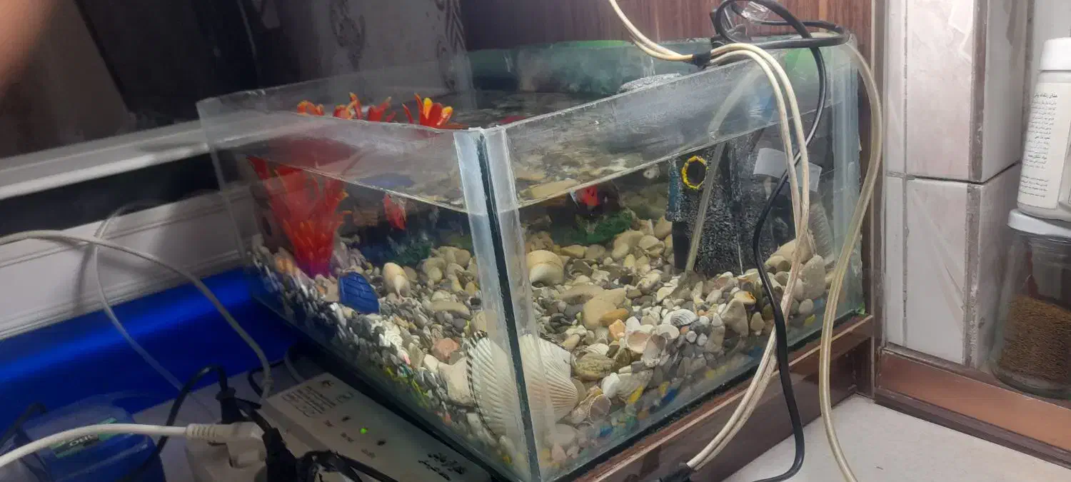 آکواریوم|ماهی|زاهدان, |دیوار