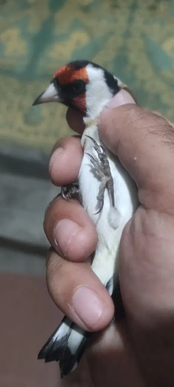 سهره|پرنده|تهران, منیریه|دیوار