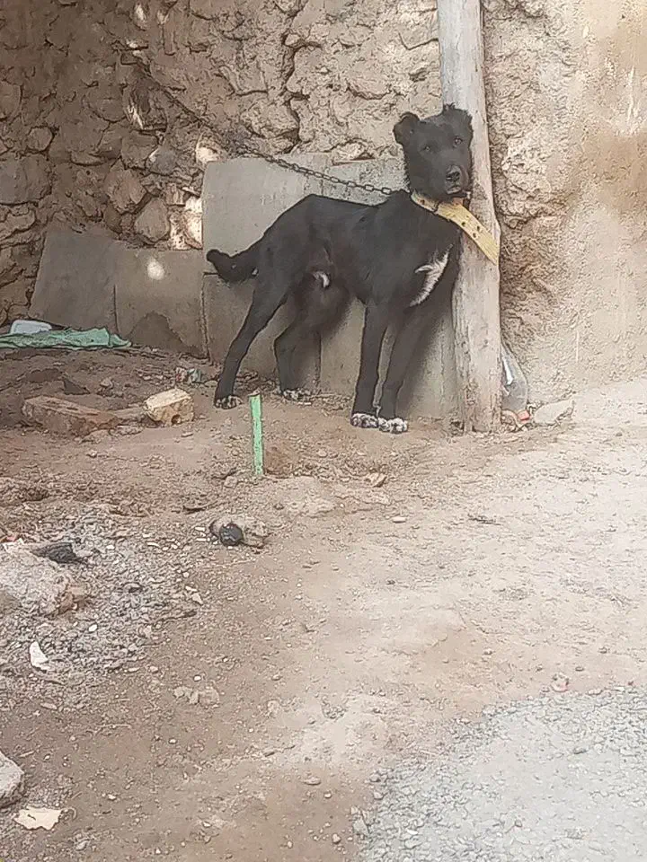 توله سراب|سگ|ایجرود, |دیوار