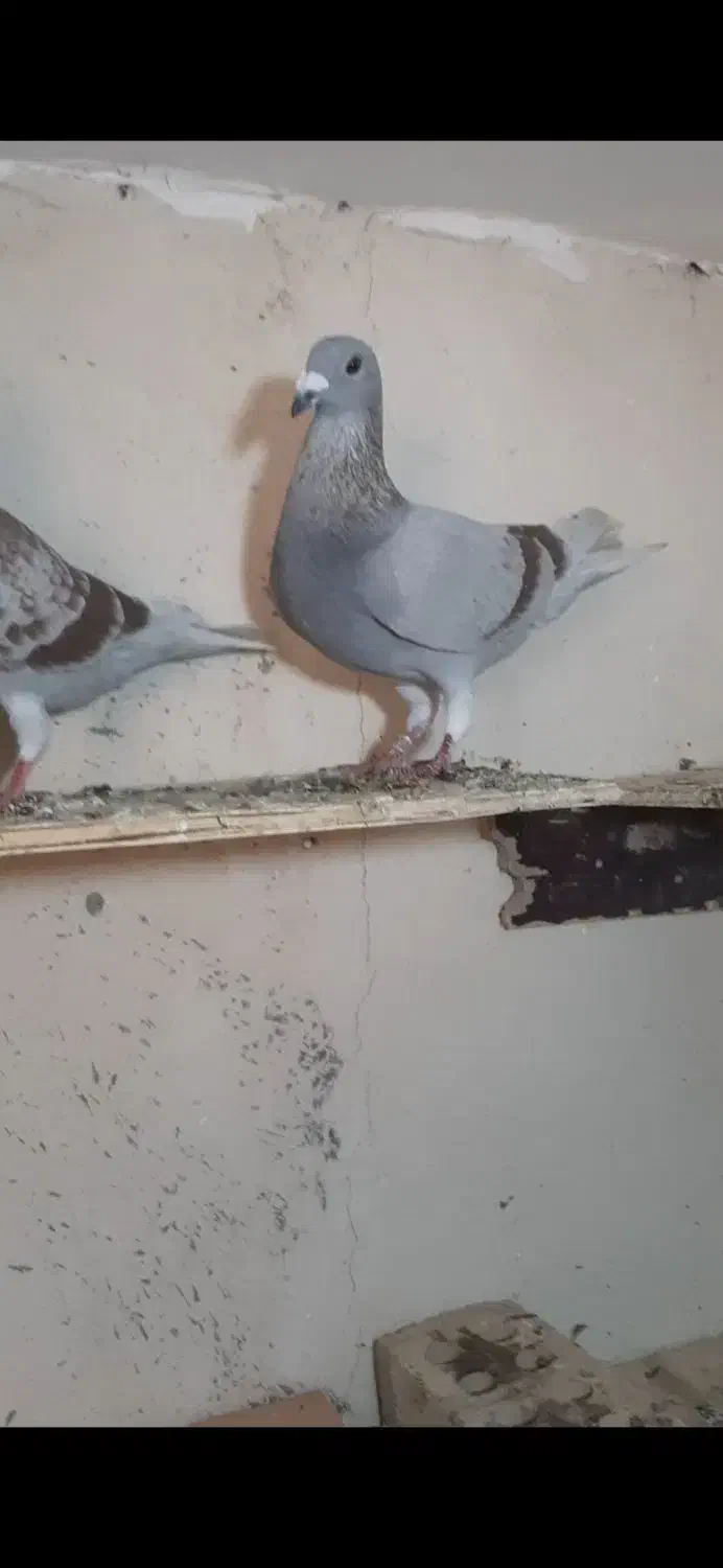 پلاکی|پرنده|شیراز, حومه شیراز|دیوار