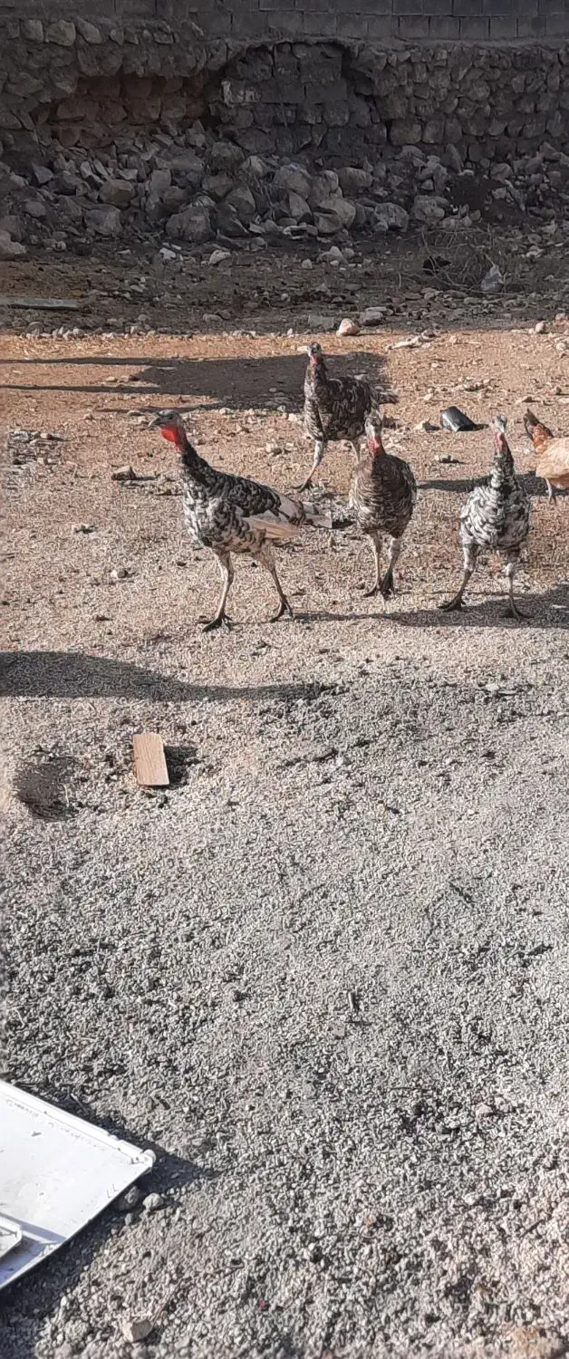 بوقلمون|حیوانات مزرعه|سرپل ذهاب, |دیوار