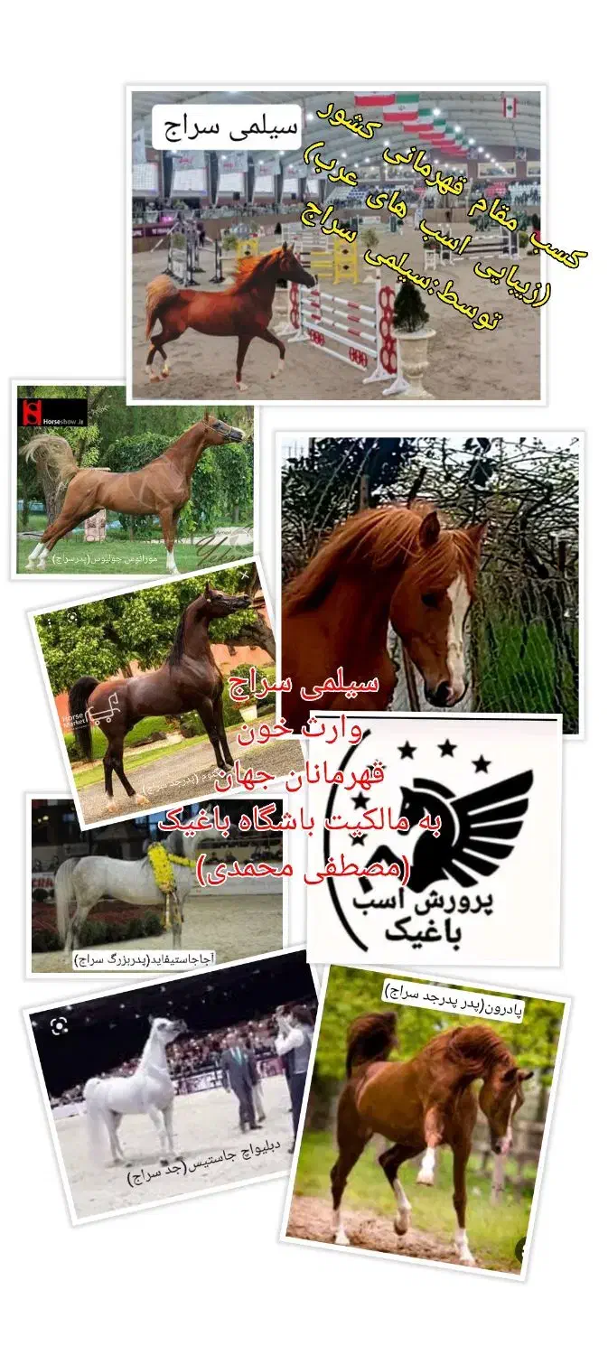 اسب سیلمی|اسب و تجهیزات اسب‌سواری|تالش, هشتپر|دیوار