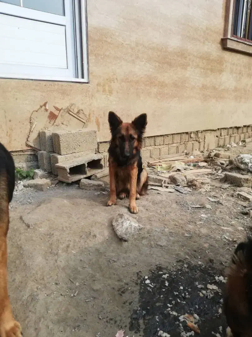 سگ ماده ژرمن شپرد|سگ|شفت, |دیوار