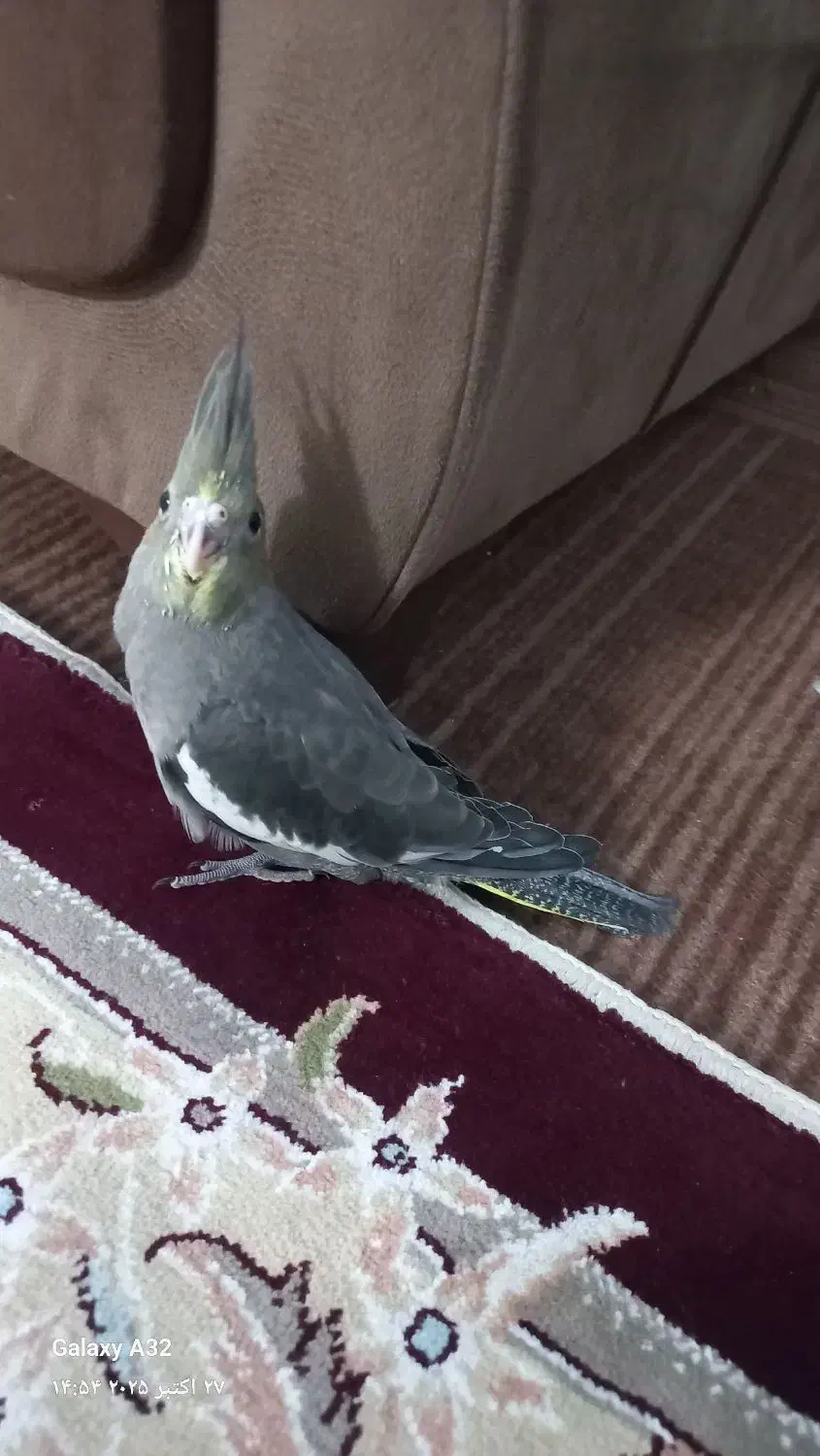 جوجه عروس هلندی|پرنده|مشهد, نوید|دیوار