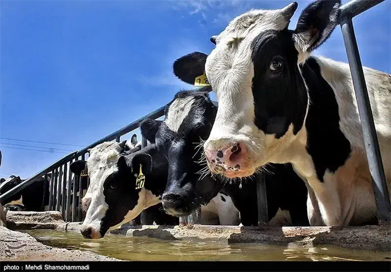 گاوداری فروشی/مجتمع نسیم/فول امکانات|فروش دفتر صنعتی، کشاورزی، تجاری|تربت جام, میان جام|دیوار