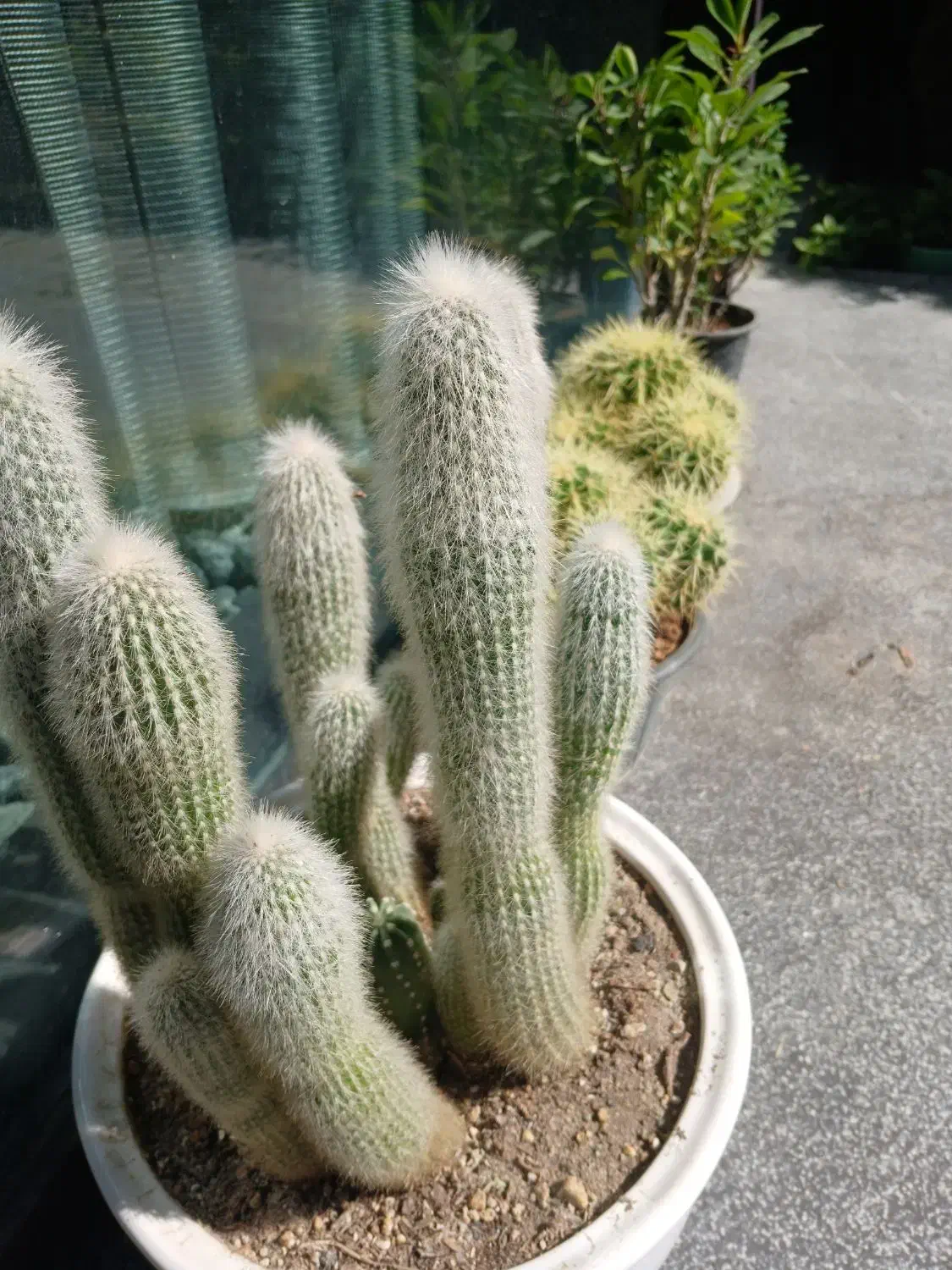 گل آپارتمانی|گل و گیاه طبیعی|تهران, کامرانیه|دیوار