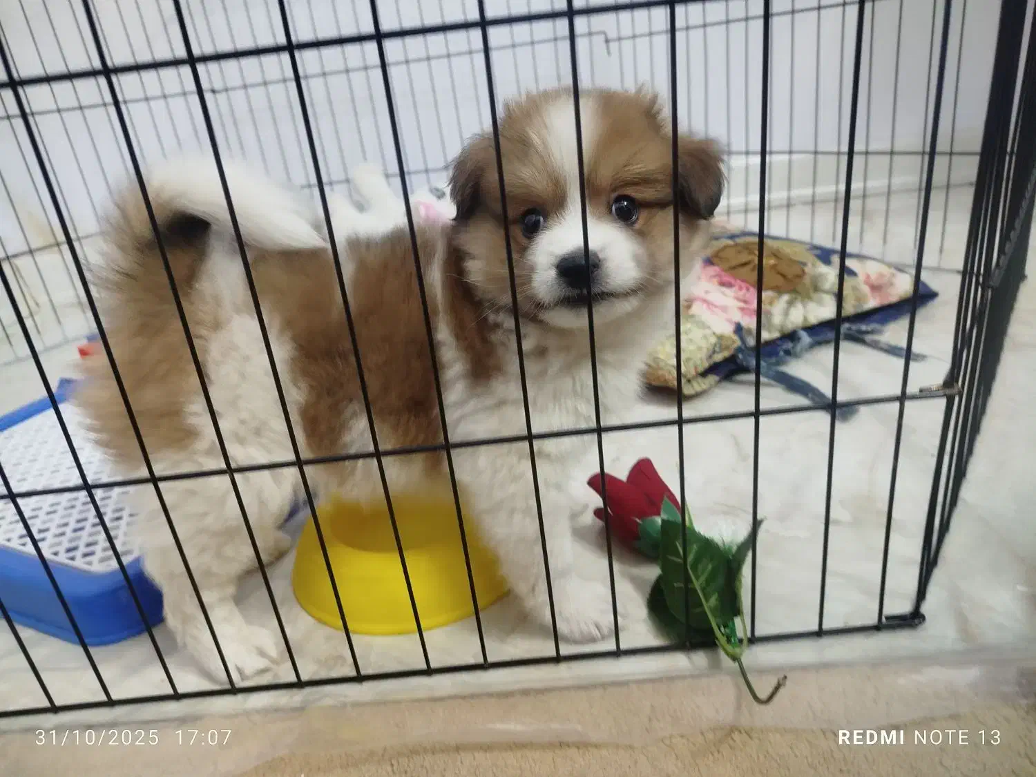 سگ پامر|سگ|تهران, شهرک یاس|دیوار