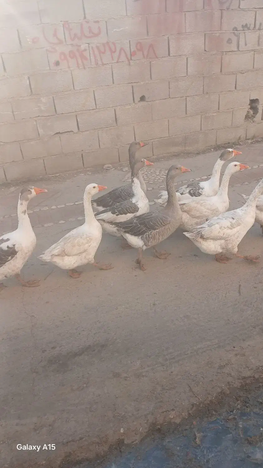 غاز فروشی|حیوانات مزرعه|آزادشهر, |دیوار