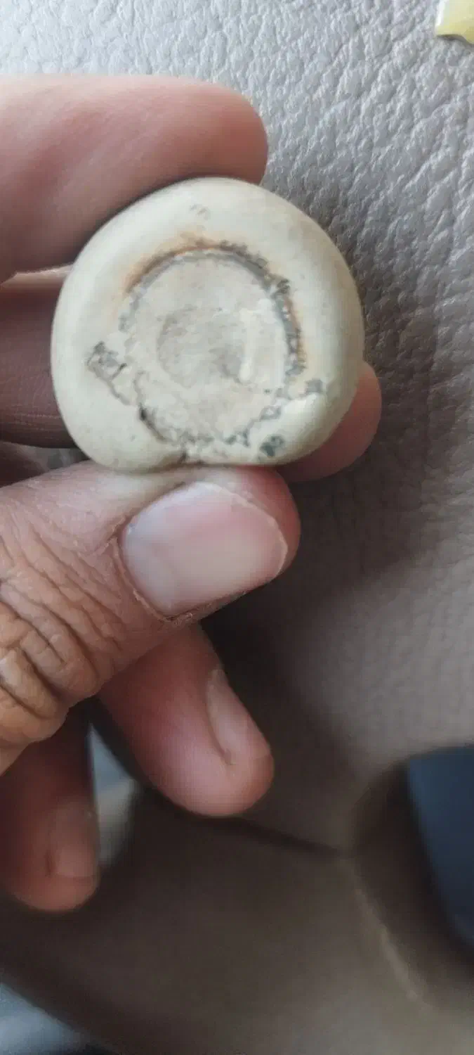 سنگ فسیل|کلکسیون اشیاء عتیقه|کرج, حسن آباد|دیوار