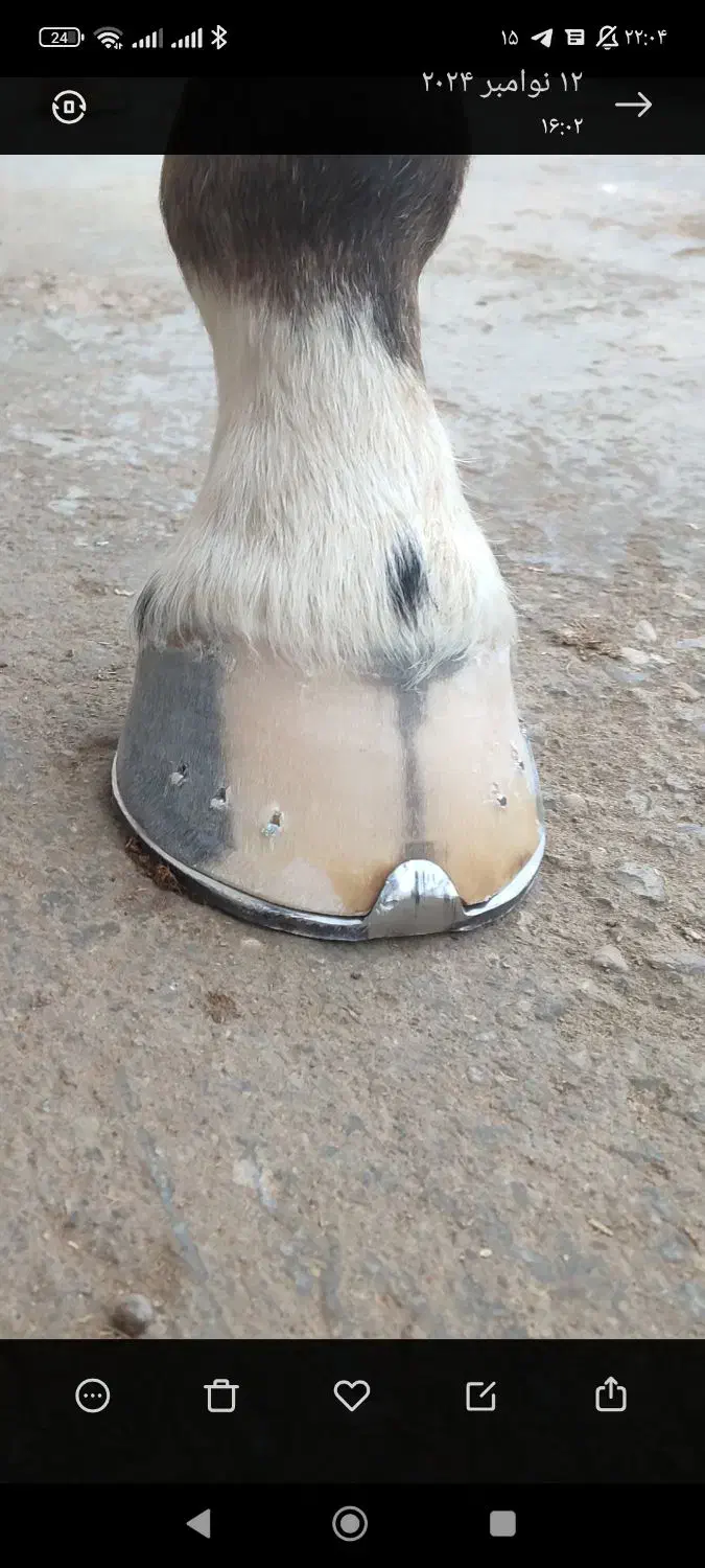 نعلبندی اسب|اسب و تجهیزات اسب‌سواری|زنجان, |دیوار