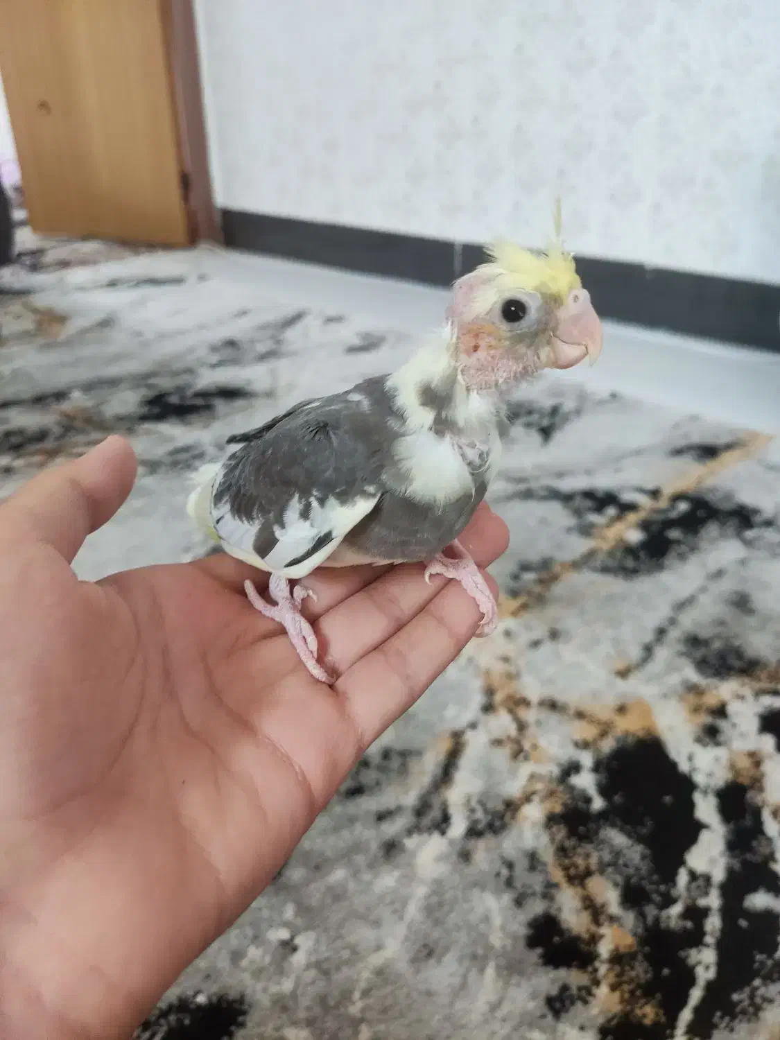 عروس هلندی|پرنده|کازرون, |دیوار