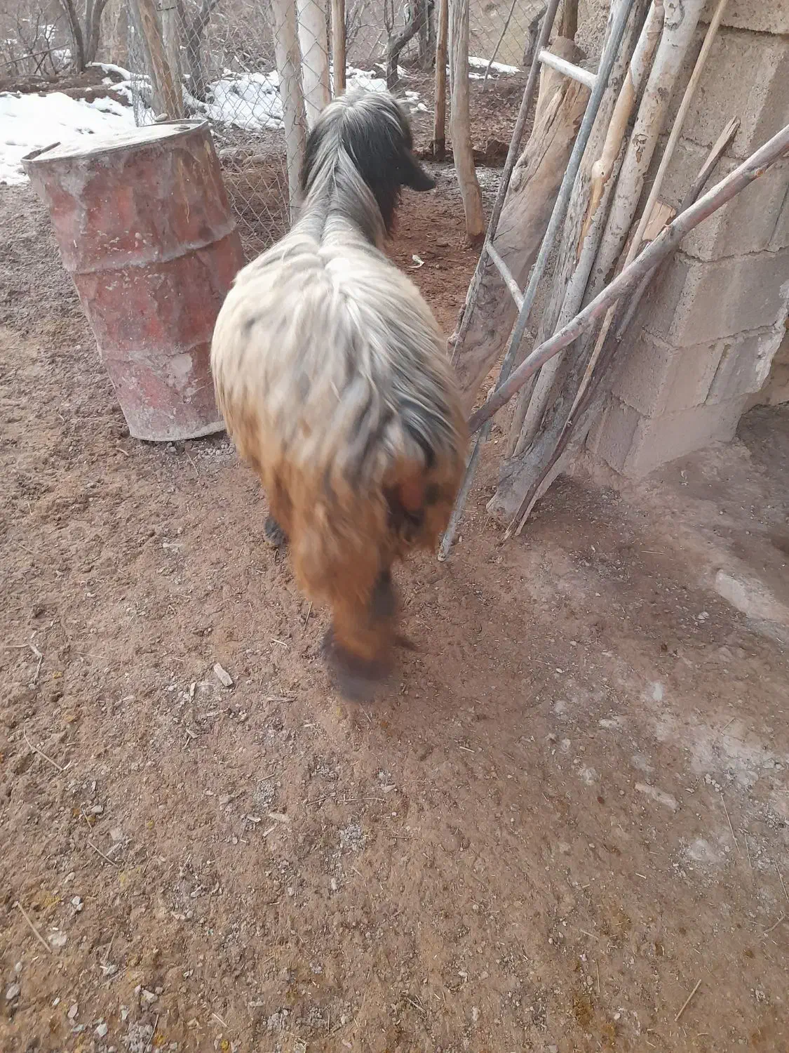 قوچ|حیوانات مزرعه|سپیدان, |دیوار