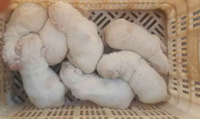 اشپیتز|سگ|رشت, باهنر|دیوار