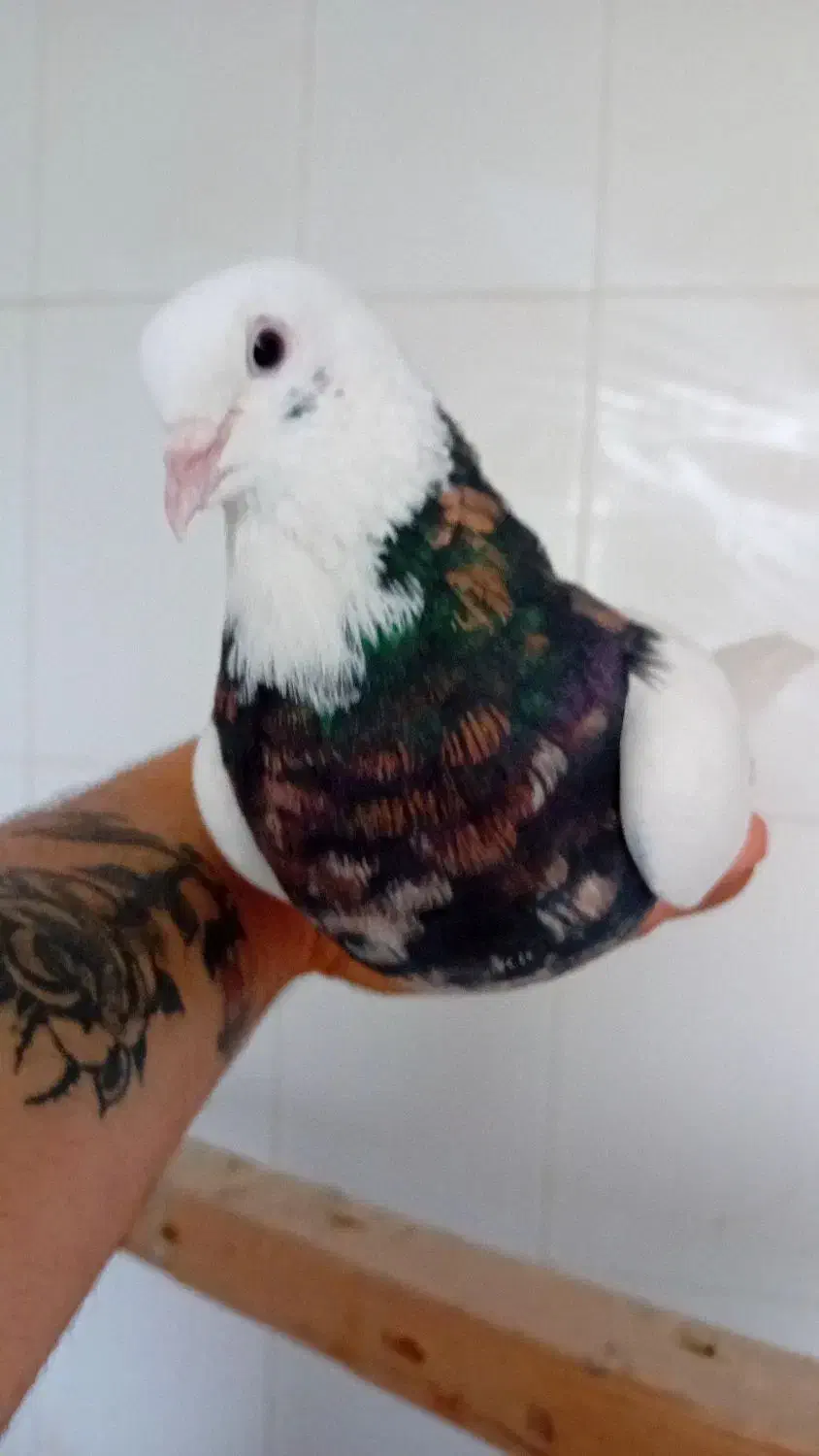 طوقی نر هفت رنگ شهریار رزکان استم|پرنده|شهریار, شهرک بهاران (ویره)|دیوار