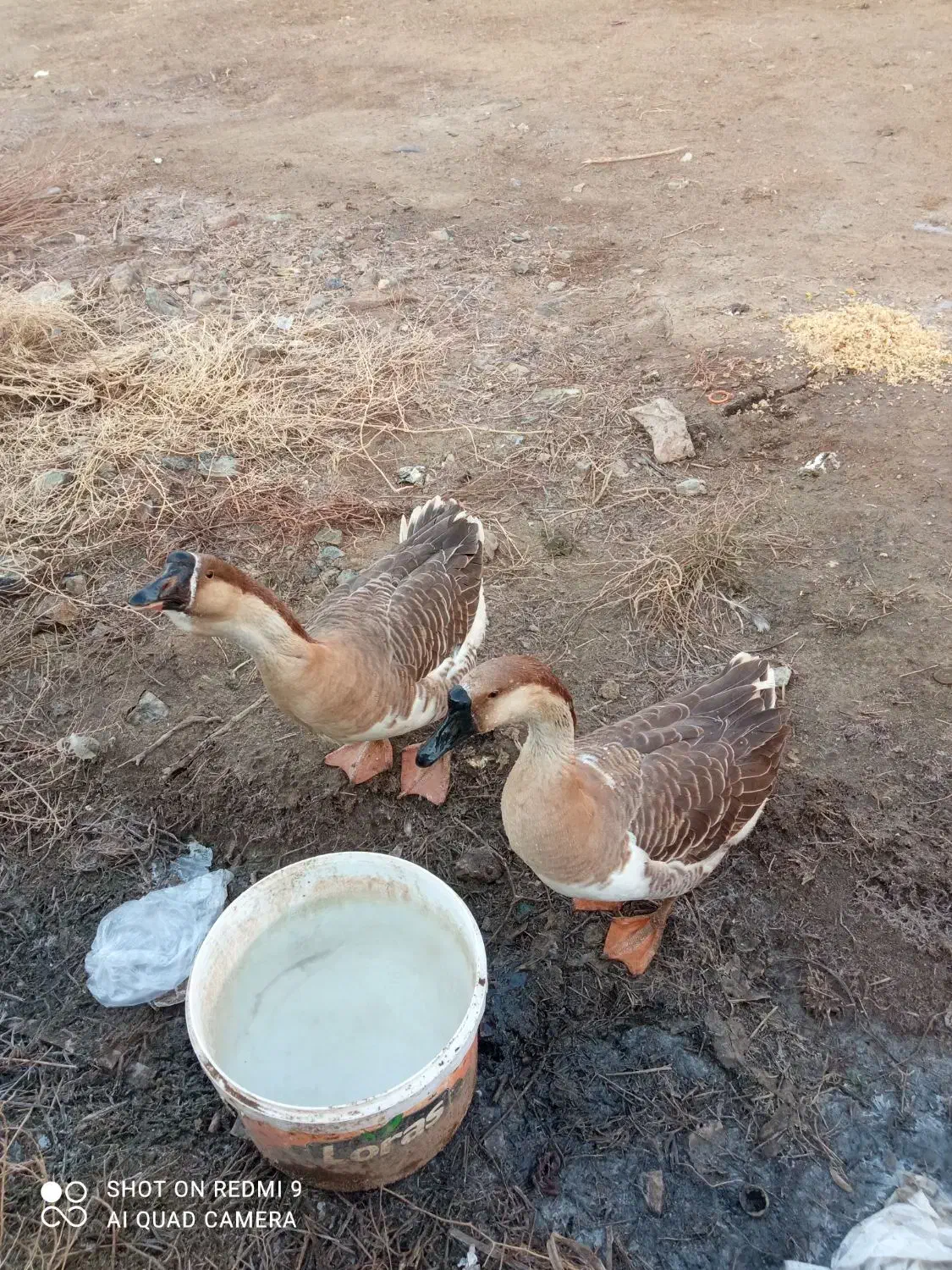 قوغاز|حیوانات مزرعه|فیروزآباد (آذربایجان), |دیوار